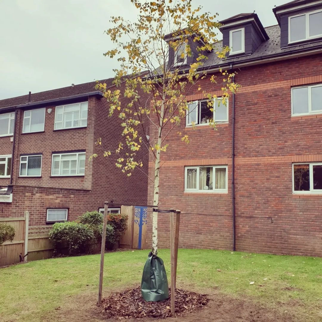 Tree Planting by KW Tree Care